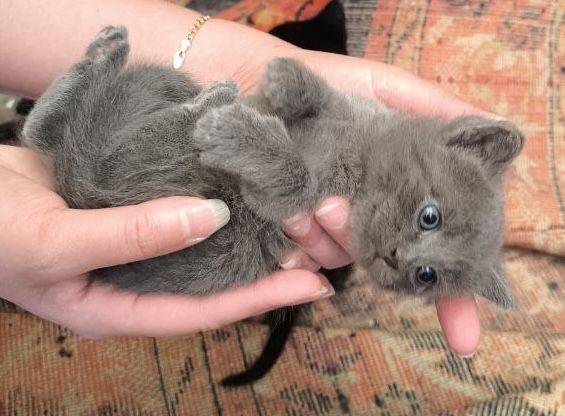 Віддам котенят в добрі руки безкоштовно