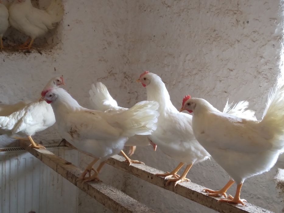 Kury nioski młode z jajkiem