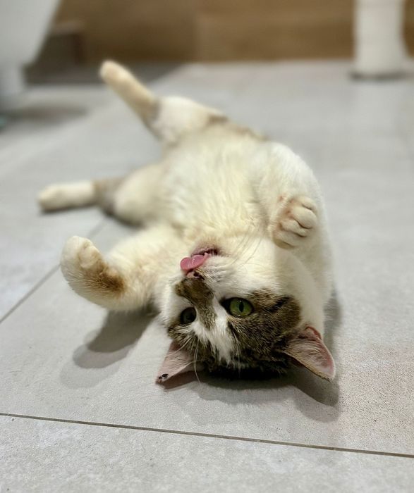 Frużelinka młoda koteczka szuka domu