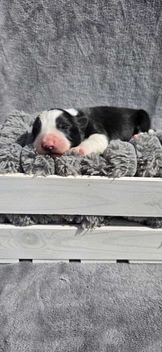 Piesek border collie biało-czarny/ blue merle