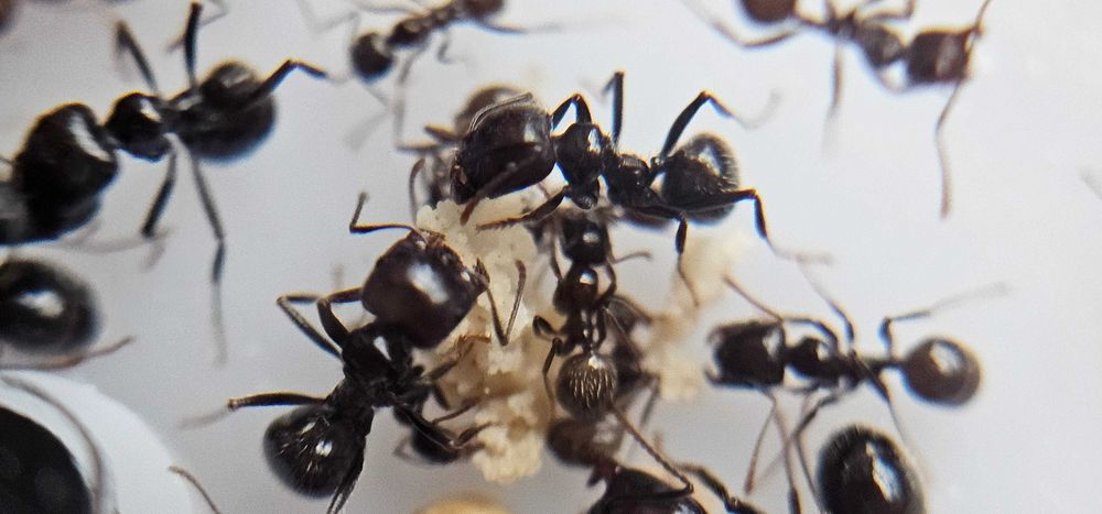 Formigueiro Didático MIRMEX – Kit Completo Médio Castanho