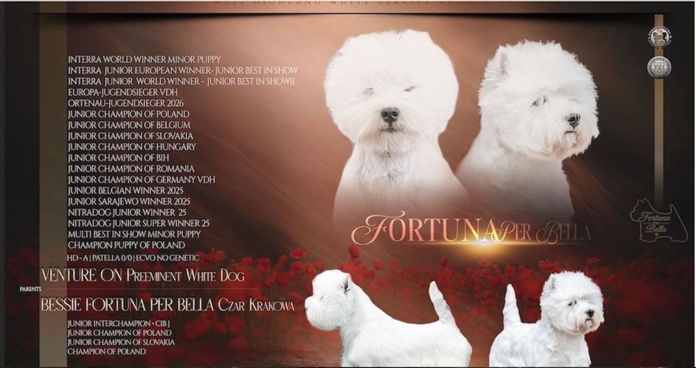 Westie szczenię ur. 9.06.26 – zdrowie, stabilny charakter, przemyślany miot