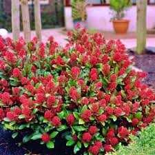 Skimia japonica -intensywne kwitnienie