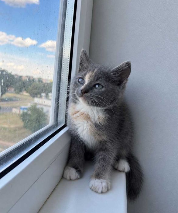 Отдам котенка трехцветку, 1,5 месяца