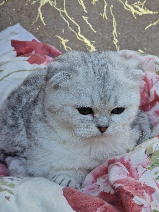 Kotka szkocka zwisłoucha srebrna pręgowana krótkowłosa