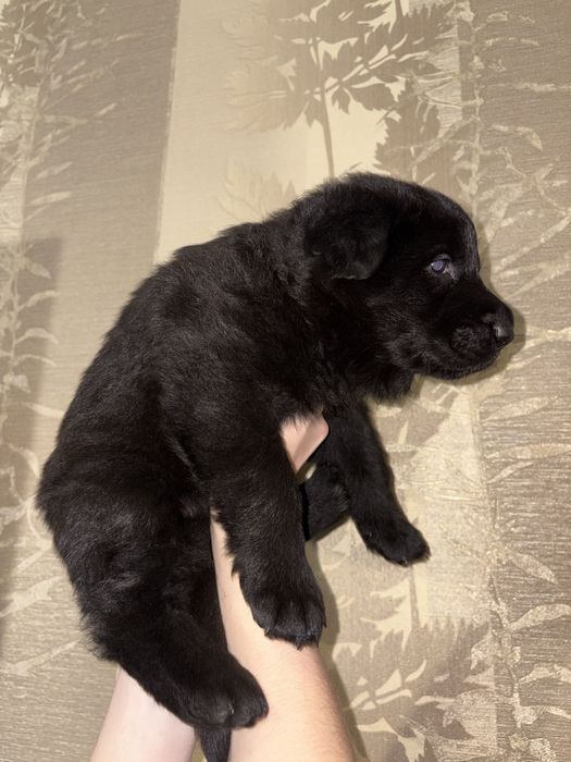 Цуценята німецької вівчарки, від батьків з родоводом