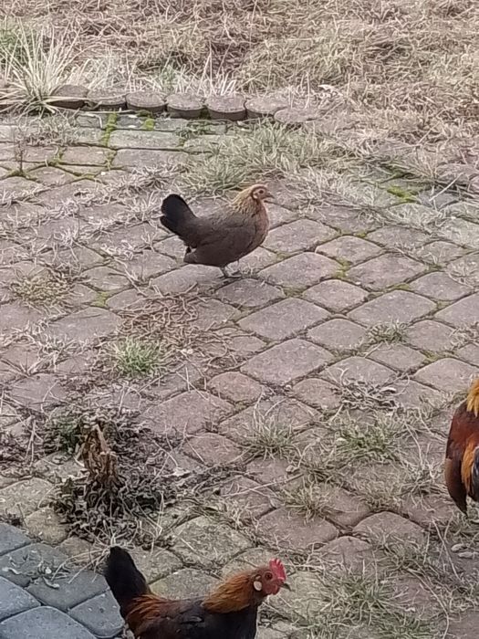 Karzełki holenderskie