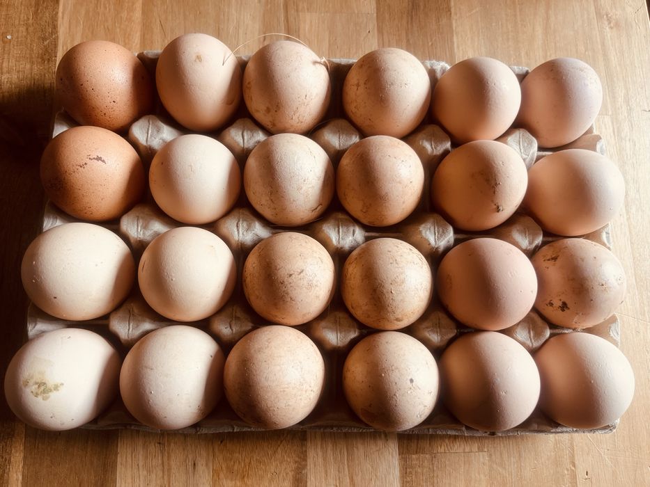Ovos Caseiros do Campo – Produção Local e Saudável
