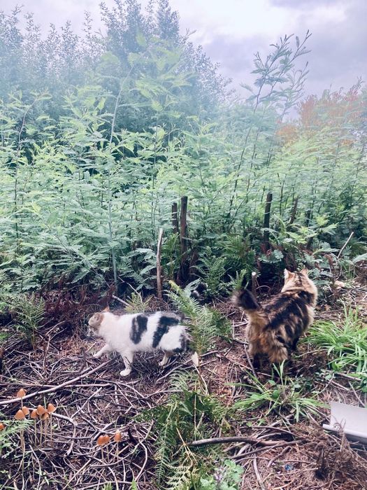 Coisinha Linda & Chancliche – preferencialmente adoção conjunta