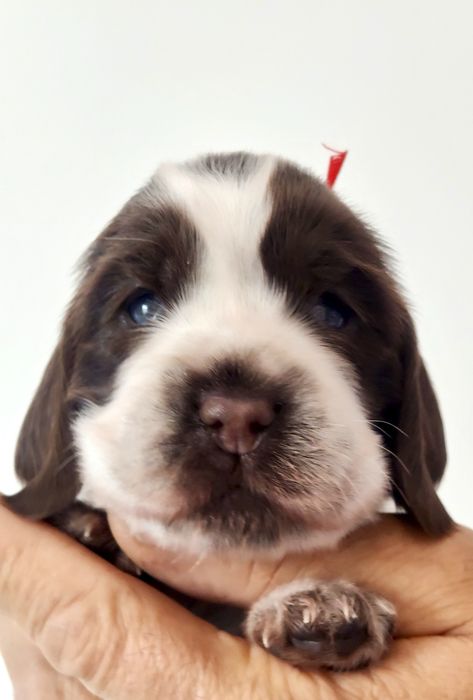 Cocker spaniel suczka liver roan