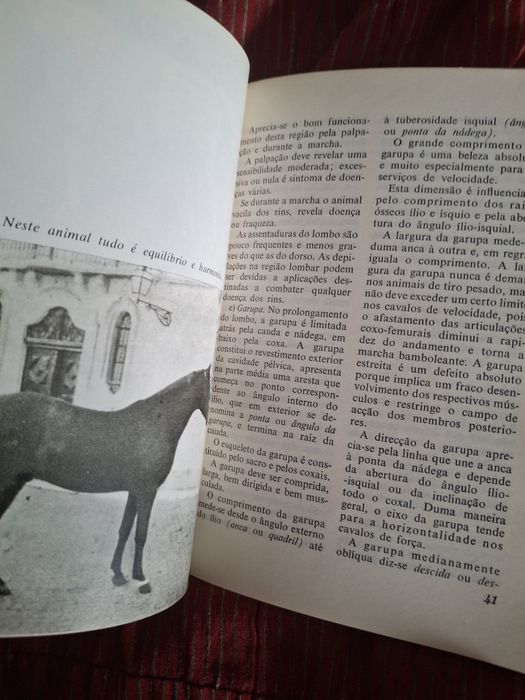 O exterior do Cavalo hipismo equitação