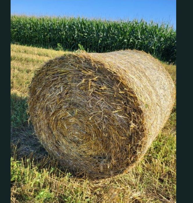 Słoma w balach 120 przykryta