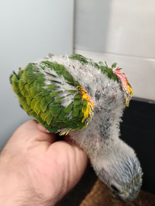 Amazona aestiva bebes