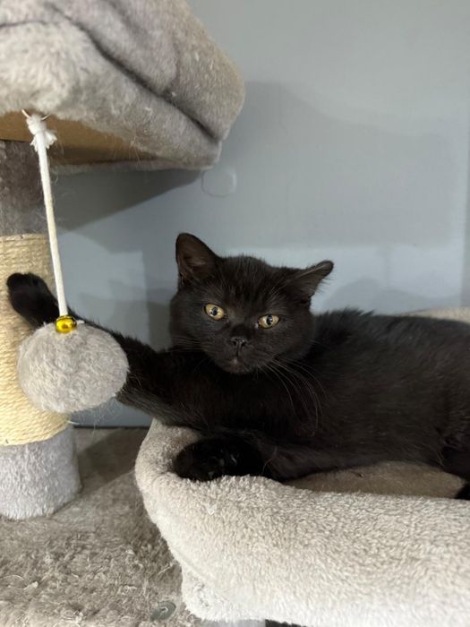 Kotka Brytyjska Krótkowłosa