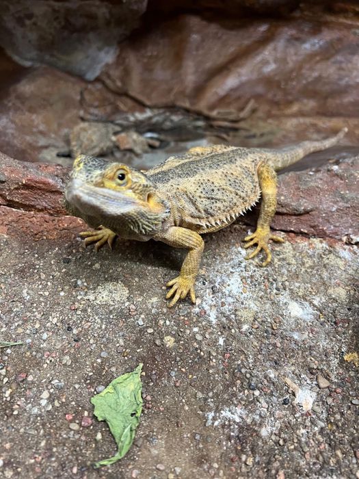Agama Brodata red