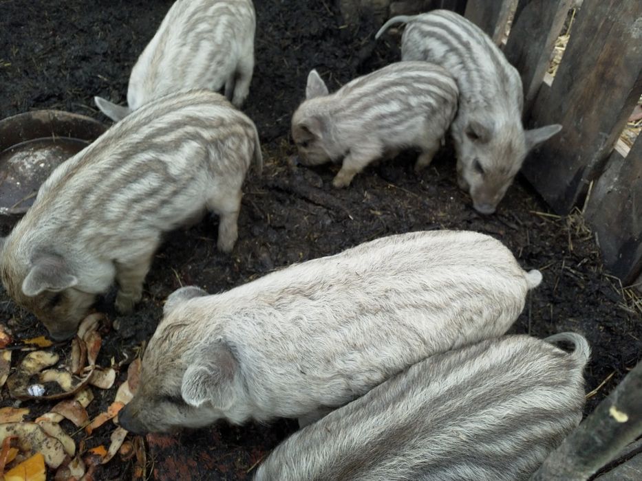 Поросята. Угорська пухова мангалиця, венгерская пуховая мангалица.