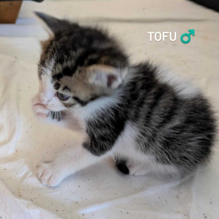 Gatinhos para Adopção Responsável