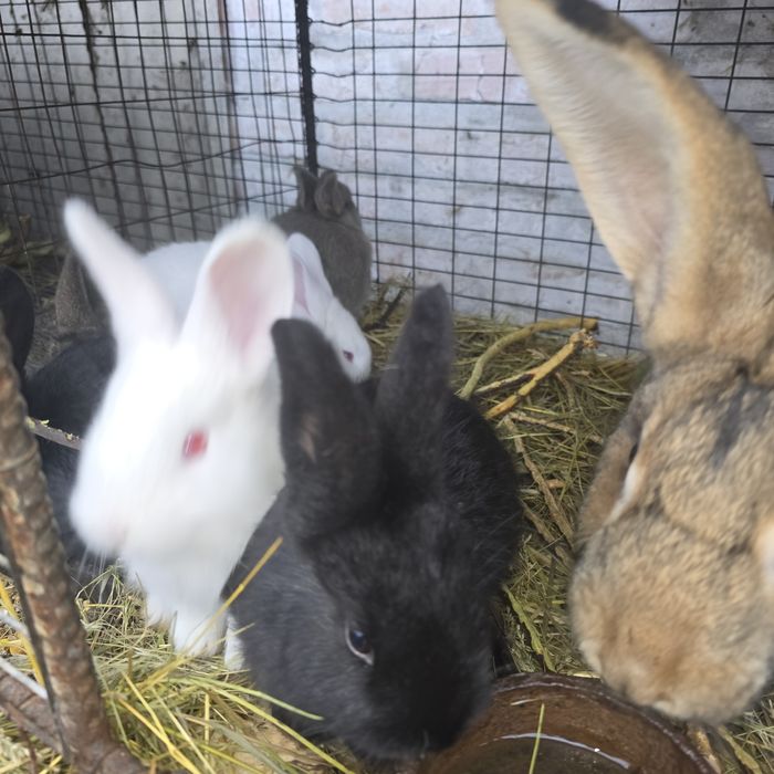 Кролі 2 місяці,ціна 250 грн/шт,термонський білий.