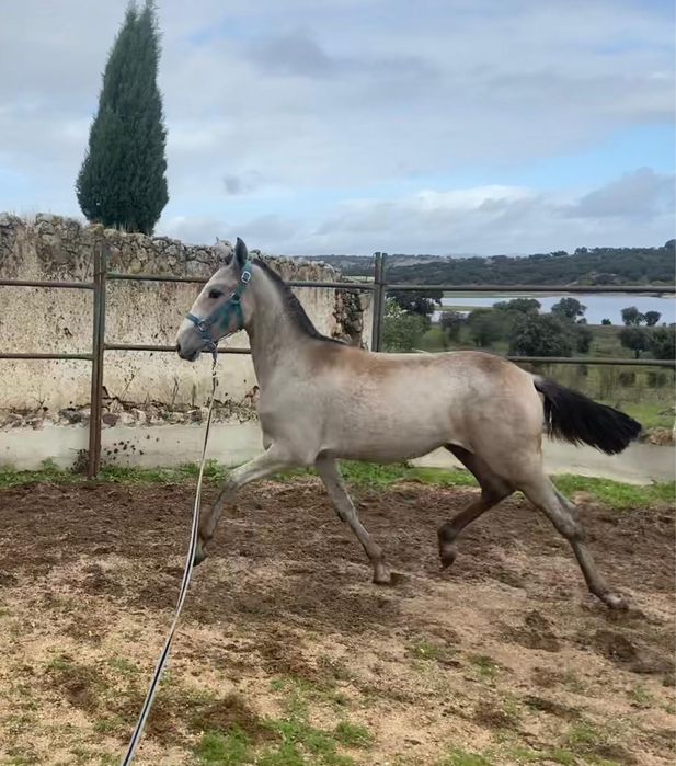 Animais lusitanos puros