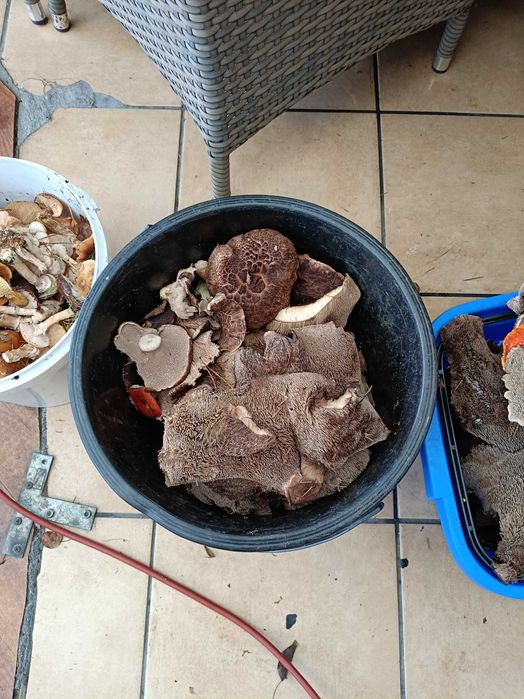 Nowosc Grzyby Suszone  SARNIAKI Polska Trufla