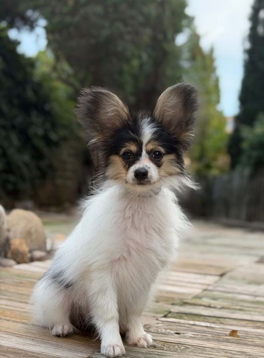 Papillon suczka ZKwP