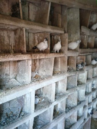 Gołębie budapeszty młode