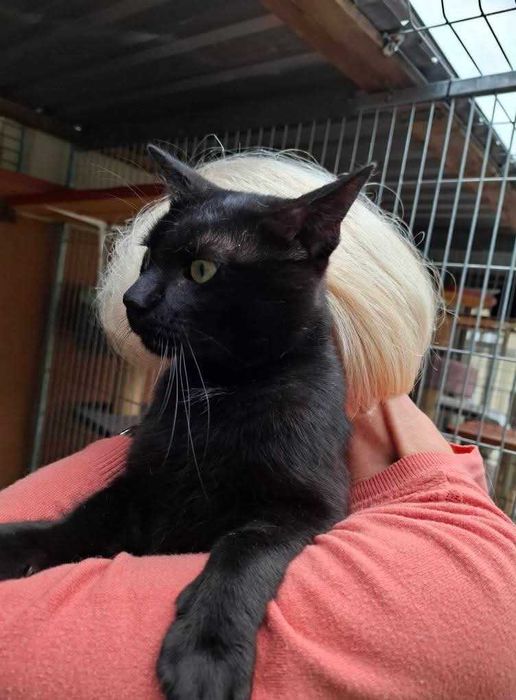 Czarny Kraken wypatruje domu zza krat częstochowskiego schroniska