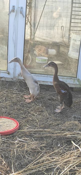 Kaczory biegusy indyjskie 3 miesieczne