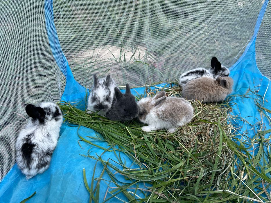 Декоративні кролики