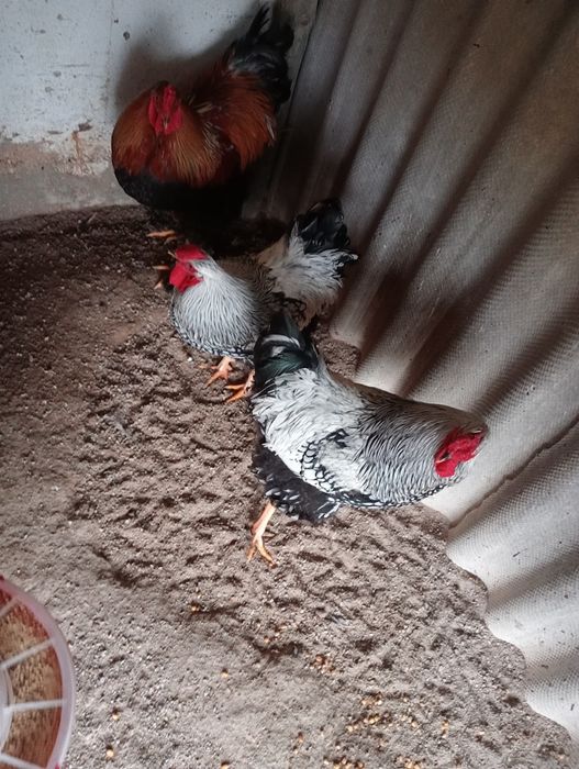 Galos Brahma perdiz dourada e wyandote prata