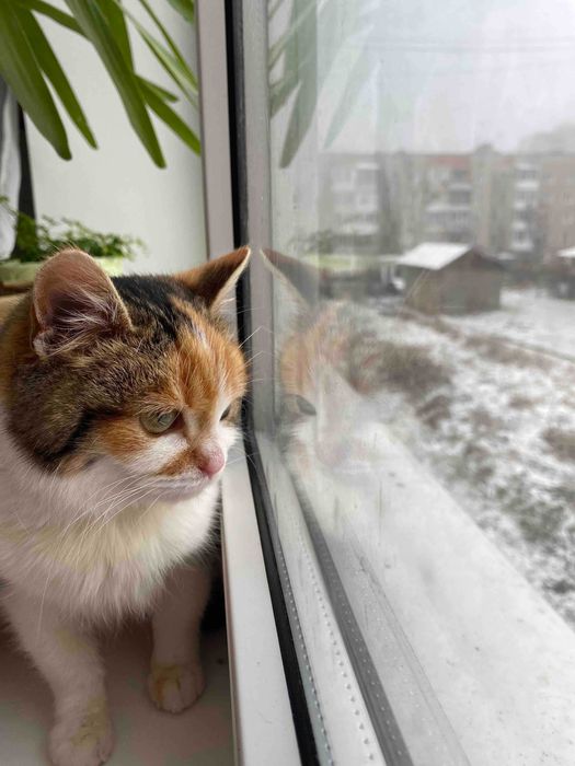 Прилаштовується кішечка