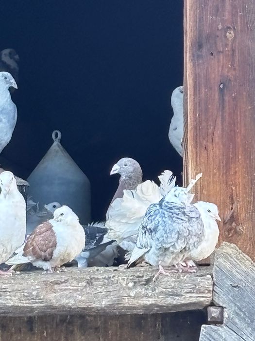 Gołębie staropolskie