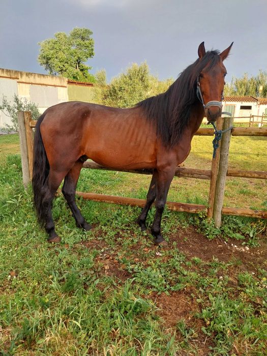 Cavalo 8anos 1.56m