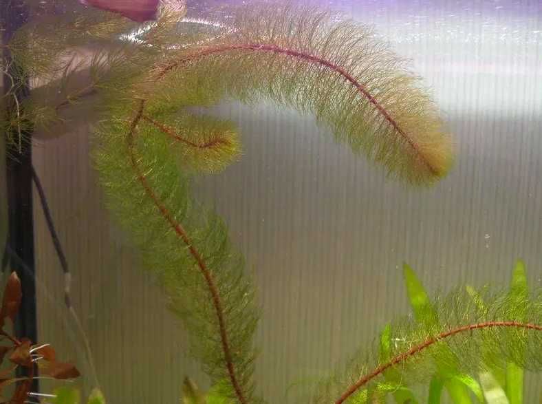 Перистолистник красностебельный. Акваріумні рослини