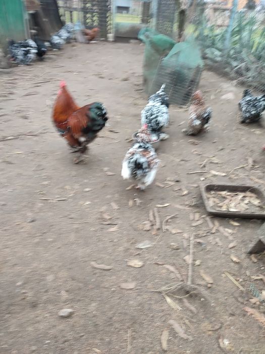 jaja lęgowe kur ozdobnych