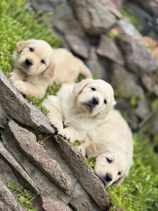 Golden Retriever piekne umaszczenie