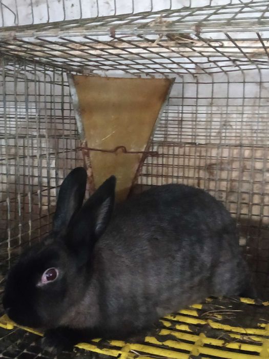 Продам кролі мардер куна