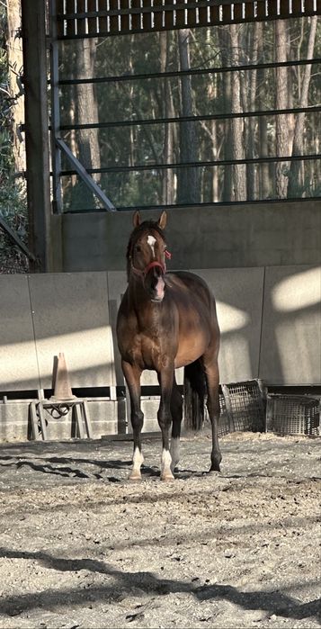 Cavalo inteiro á venda