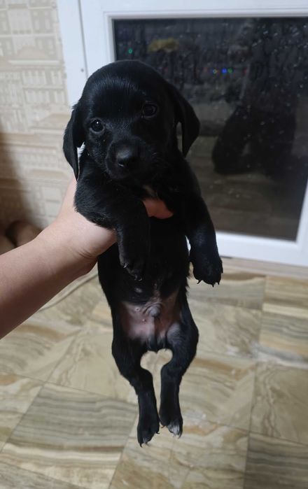 Цуценята такси хлопці