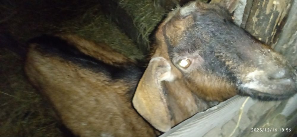 Продам альпо-нубійського козлика