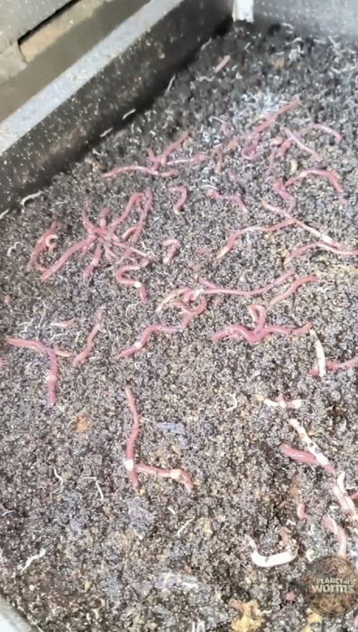Продаж сімей черв'яка Старатель, Каліфорнія,Дендробена