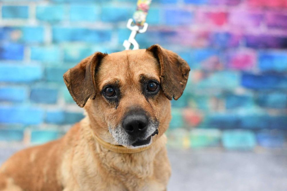 Mały Bobik tęskni za kimś kto go pokocha!