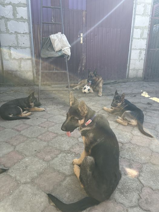 Продаємо цуценят  Східноєвропейська вівчарка