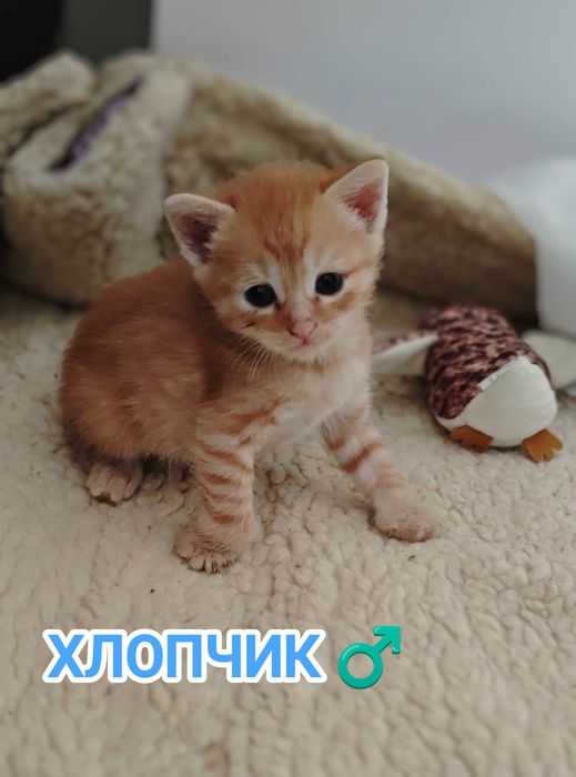 Кошенята, Кошеня