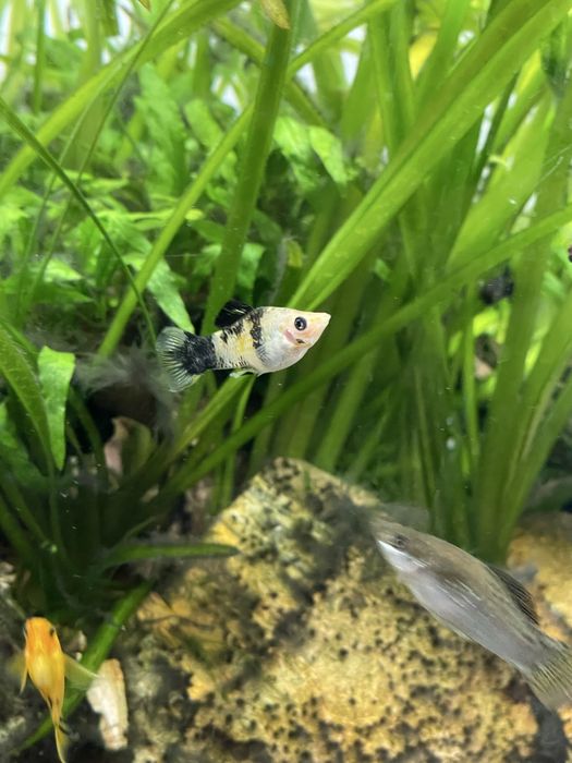 Molly Mármore (machos)