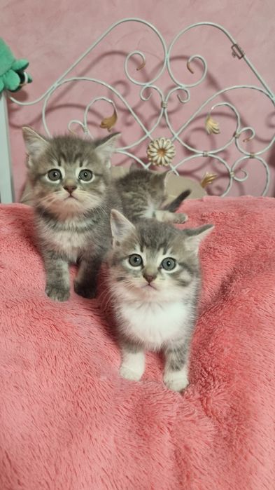 Віддамо чудових кошенят