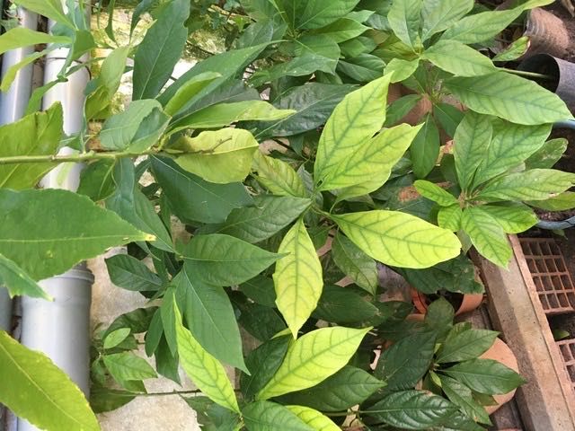 Vendo árvores de Abacateiro