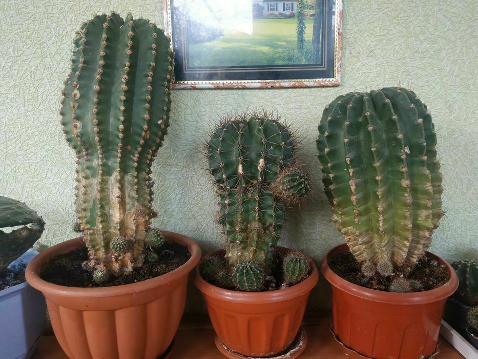 Кактуси ехінопсис білий і рожевий