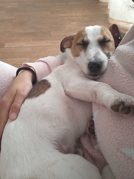 Dou Jack Russel de 8 meses