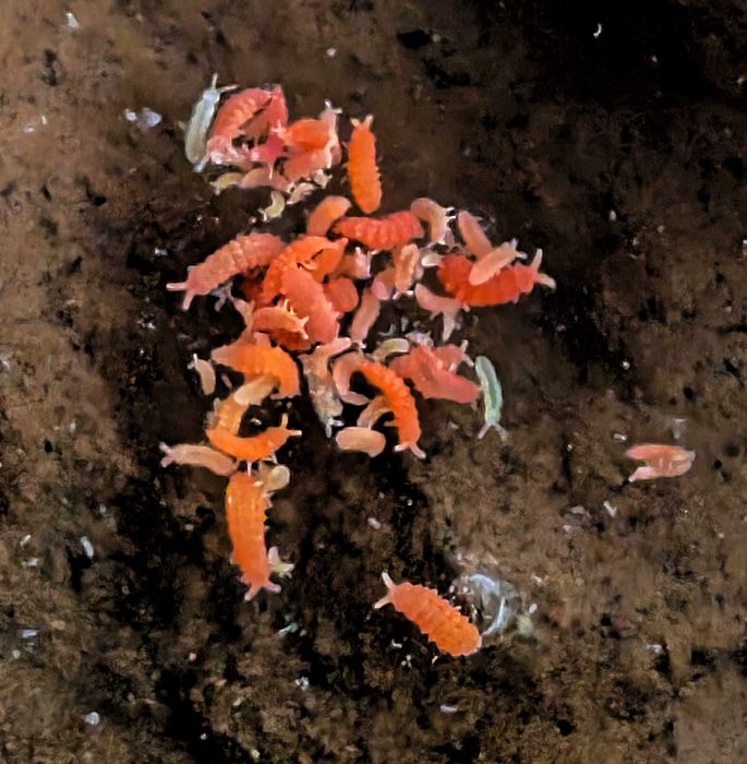 Tropical Springtails Brancas/Rosa/amarelas/laranjas